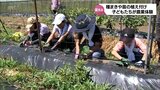 夏休み中の子どもたちがえびの市で農家の仕事を体験 | MRTニュース | MRT宮崎放送