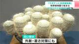 “白いサボテン”など134鉢が牧野植物園に大集合！　「サボテンと多肉植物展」が開催【高知】　|　高知のニュース・天気｜KUTV NEWS | KUTVテレビ高知