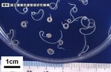 今年初のアニサキス食中毒 50代女性「胃から検出」牛タン店でマグロやアジ、スズキの刺身食べる 仙台 | 宮城のニュース│tbc NEWS│tbc東北放送