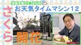 ついに「さくら」開花！いつが見頃？お花見に適した日はいつ？【お天気タイムマシン】|TBS NEWS DIG