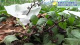 四重の防御も破られブドウが壊滅 農家の経営を圧迫するクマ被害 「今年初めて」いったい何が 岩手・紫波町|TBS NEWS DIG
