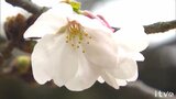 松山でサクラ開花　平年より6日、去年より3日早い|TBS NEWS DIG