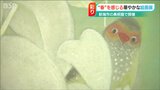 「春は何度も見ているのに…」春を感じる様々な視点を楽しめる展覧会 新潟市 | 新潟のニュース・天気|BSN NEWS|BSN新潟放送
