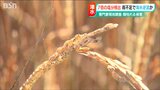 田んぼが、コメが、しょっぱい…「収穫はもうこれはダメですね」通常の7倍の塩分を検出 渇水で阿賀野川に海水が遡上か 新潟市|TBS NEWS DIG