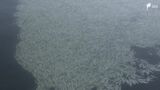 「不思議というか気味悪い」ボラなど数十万匹の魚が大量死　干満の影響を受けた酸欠が原因か＝浜松市西区|TBS NEWS DIG