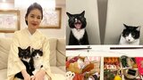 【藤あや子】愛猫マルが絶叫顔「おせちキターーーーーーーーー」新年早々フォロワー大喜利状態|TBS NEWS DIG