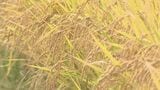 大分県産米、新指標「作況単収指数」107で確定 収穫量も大幅増|TBS NEWS DIG