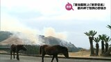 国指定天然記念物の野生馬が生息する都井岬で恒例の野焼き　　|　MRTニュース ｜ ＭＲＴ宮崎放送