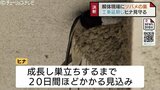 「小さい命を粗末にできない」 ヒナ巣立つまで解体工事を延期 業者の男性はジレンマも“異例”の決断 富山・砺波市 | 富山のニュース|天気・防災|チューリップテレビ