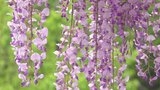 樹齢200年のフジの花が満開 高さ13m でまるで花のタワー 山梨岡神社|TBS NEWS DIG