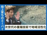 「獲るから育てる」へ 産官学が連携した高級魚の陸上養殖 “ギョギョギョ”な養殖施設に潜入 | 沖縄のニュース|RBC 琉球放送