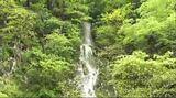 新緑の木立の中に糸を引く水の流れに歓声 1年に1度しか見ることが出来ない“幻の滝”「樽滝」が今年も出現 (長野・木島平村)|TBS NEWS DIG