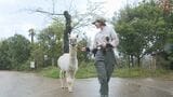 アルパカの健康を守る　クラウドファンディング活用　ときわ動物園　山口・宇部　|　山口のニュース・天気・防災｜tys NEWS｜ｔｙｓテレビ山口