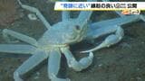 研究員も驚きの白さ　全身真っ白な“奇跡”のズワイガニを城崎マリンワールドで公開　白いカニ同士が結ばれる可能性は？|TBS NEWS DIG