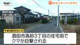 体育館で網戸が破られる被害も...県内でクマの目撃相次ぐ　住宅街の道路、柿の木で目撃（山形）|TBS NEWS DIG
