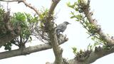 本部町・海洋博公園で水辺の野鳥など観察するバードウォッチング | 沖縄のニュース|RBC 琉球放送
