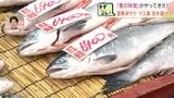 道東沖のサケ・マス漁が解禁『春の味覚』が店頭に並ぶ　初水揚げは「トキシラズ」と呼ばれるシロザケやベニザケなど約200kg　北海道根室市花咲港　|　北海道のニュース｜HBC北海道放送