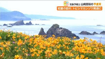 初夏の訪れを告げる一面のオレンジ色『トビシマカンゾウ』が見頃 佐渡