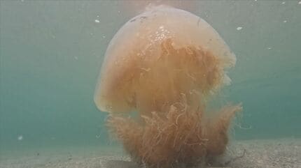 海水浴場に巨大クラゲ「エチゼンクラゲ」相次いで出没、刺される海水浴