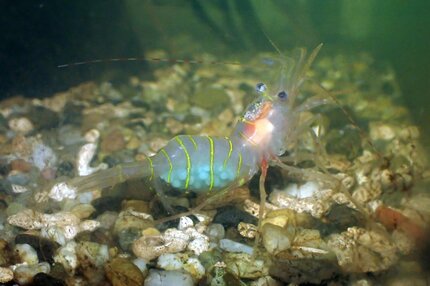 新種の深海エビ採取・雅な姿から「ミヤビイバラモエビ」能登半島の内浦