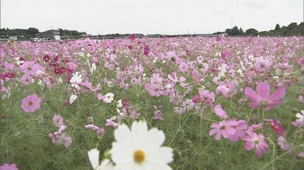 約15万本のコスモスが秋風にゆれる コメの収穫終えた田んぼで見頃 白や