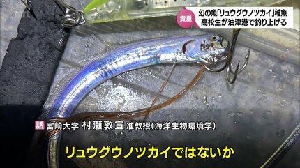 激レア深海魚】リュウグウノツカイ幼魚 液浸標本 激レア】リュウグウノ