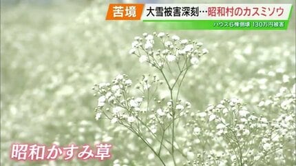 正直魂抜けた」昭和村名産のカスミソウ栽培も…記録的大雪から2か月経過