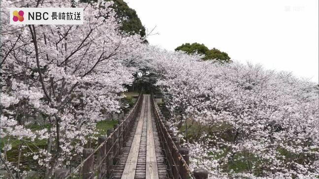 桜の中を通る吊り橋が“映えスポット”として人気に 長崎市琴海中央公園の桜【長崎ばーどアイ】|TBS NEWS DIG