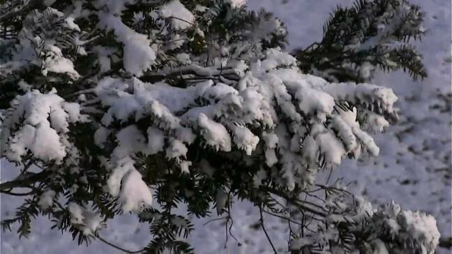 寒い朝　鹿児島県内23地点で今季一番の冷え込み　紫尾山では雪化粧|TBS NEWS DIG