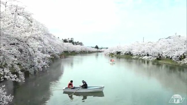 最高潮を迎える“弘前のサクラ”　弘前公園『桜のトンネル』も満開に　これで園内全体のソメイヨシノが『満開』　“日本一のサクラ”に「見事としか言いようがない」|TBS NEWS DIG