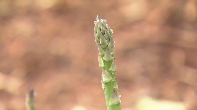 1時間で1センチ伸びる成長期の“アスパラ” 豊川用水6年ぶりの節水で…「乾燥すると収穫の量も減る」愛知|TBS NEWS DIG