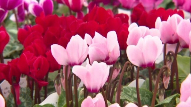 色とりどり9万株のシクラメンが猛暑乗り越え出荷ピーク 愛媛・松前町|TBS NEWS DIG