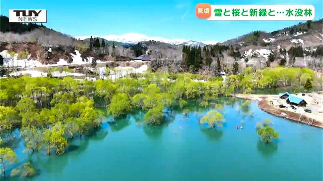 まるで物語の一幕　幻想的な風景をつくる水没林が見ごろ（山形・飯豊町）|TBS NEWS DIG