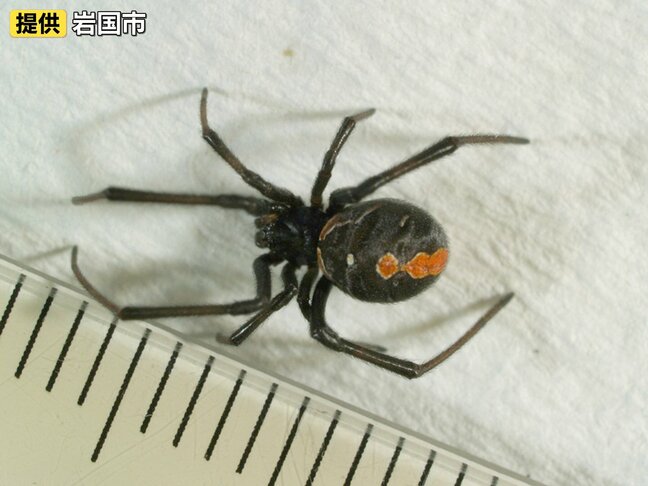 小学校敷地内でセアカゴケグモ発見 雌だけが毒を持つ特定外来種 山口・岩国|TBS NEWS DIG