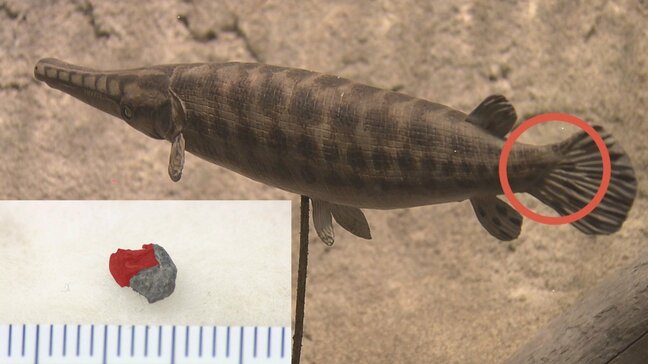 “アジア初” 熊本県で古代魚『ガー』の化石見つかる　約9000万年前に生息|TBS NEWS DIG