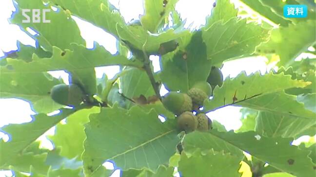 クマの主食「ドングリ類」の実り具合　ブナは「南信が凶作・北信中信が不作」ミズナラ・コナラは「県内全域で不作」人里へのクマ出没懸念も　長野|TBS NEWS DIG