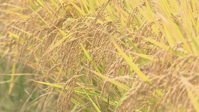 大分県産米、新指標「作況単収指数」107で確定　収穫量も大幅増|TBS NEWS DIG