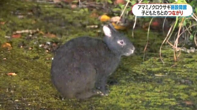 絶滅危惧種アマミノクロウサギと奄美大島の「長く深いつながり」かつて学校で飼育した時代も|TBS NEWS DIG