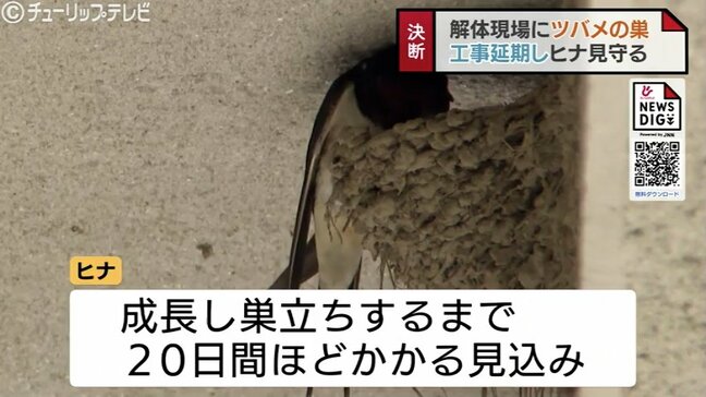 「小さい命を粗末にできない」 ヒナ巣立つまで解体工事を延期　業者の男性はジレンマも“異例”の決断　富山・砺波市|TBS NEWS DIG