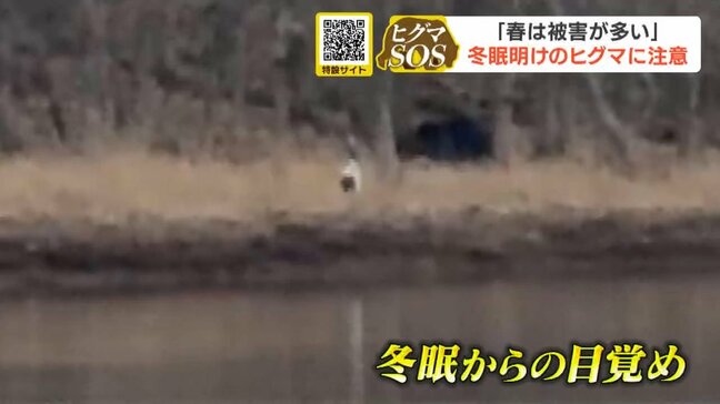 「冬眠明け」のヒグマに注意!今年はすでに79件の通報 山菜採りシーズンに注意を「目撃・足跡・糞を見つけたら、すぐに通報を」|TBS NEWS DIG