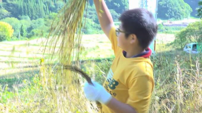 「一発で切れて気持ち良かった」国の指定棚田地域の大川原の棚田　特産の牡丹そば刈り取り|TBS NEWS DIG
