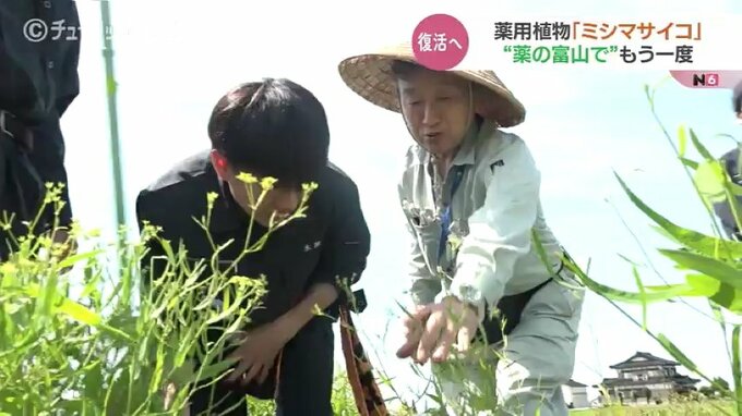 「ミシマサイコ」絶滅危惧種　漢方薬原料の復活目指す高校生 “富山の薬” をもういちど　|　富山のニュース｜天気・防災｜チューリップテレビ