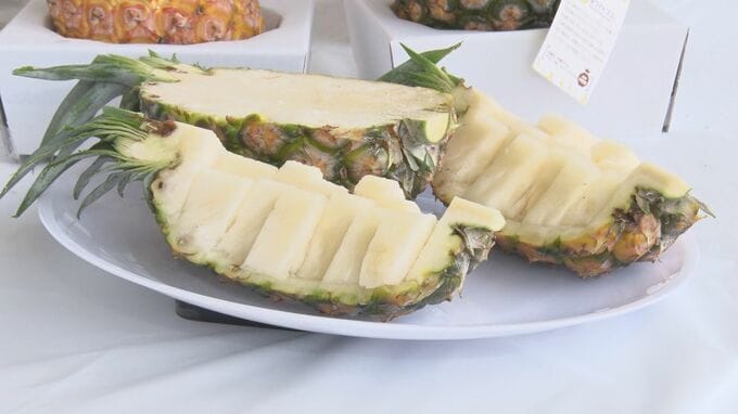 パインの新品種「ホワイトココ」の販売を開始　東村|TBS NEWS DIG