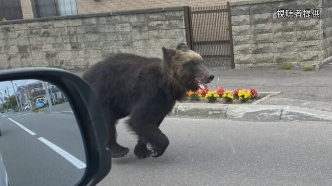 市街地でのクマへの銃使用　規制緩和に向けた改正法案が閣議決定　増えるクマの市街地出没へ対策|TBS NEWS DIG