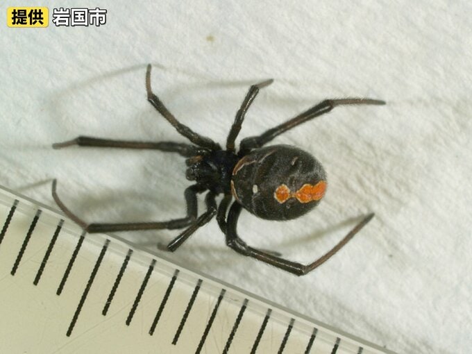 小学校敷地内でセアカゴケグモ発見　雌だけが毒を持つ特定外来種　山口・岩国|TBS NEWS DIG