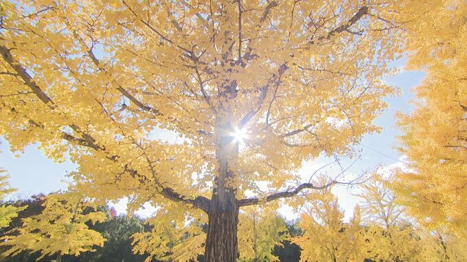 60本のイチョウがお出迎え！　山梨県立美術館のイチョウが見頃迎える　見頃は今週いっぱいまで　|　山梨のニュース | ＵＴＹテレビ山梨