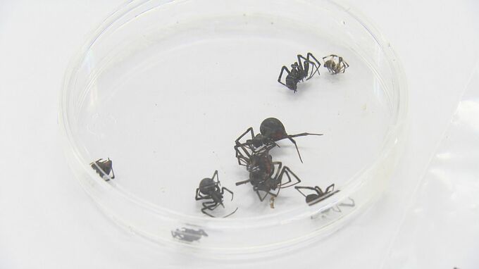 広島市のテニスコートでセアカゴケグモ 12匹発見　保育園で見つかった24匹に続いてまた　かまれた場合は速やかに医療機関に相談を　|　RCC NEWS | 広島ニュース | RCC中国放送