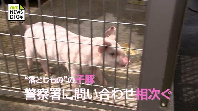 "落とし物"の子豚　保護するえびの警察署に問い合わせ相次ぐ　|　MRTニュース ｜ ＭＲＴ宮崎放送