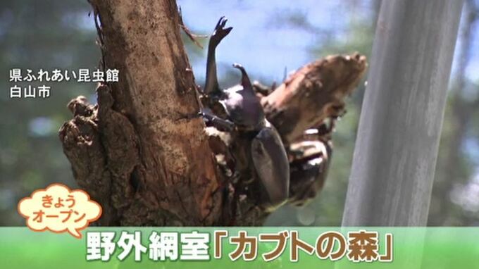「昆虫の王様」カブトムシに直接触って園児は大喜び 夏の恒例 「カブトの森」オープン　石川・白山市　|　石川県のニュース｜MRO北陸放送