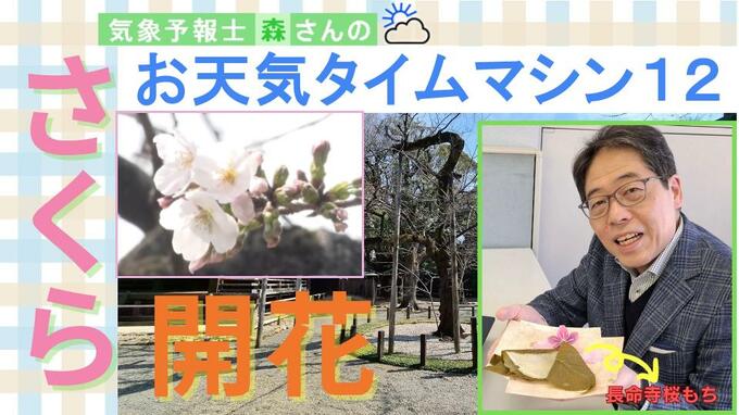 ついに「さくら」開花!いつが見頃?お花見に適した日はいつ?【お天気タイムマシン】|TBS NEWS DIG